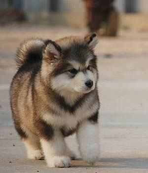 Alaskan Malamute Information, Bilder, Preis