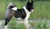 American Akita Information, Bilder, Preis