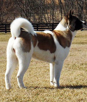 American Akita Information, Bilder, Preis