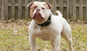 American Bulldog Information, Bilder, Preis