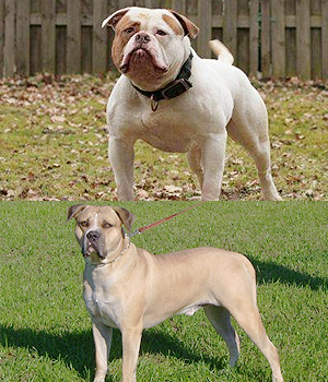 American Bulldog Information, Bilder, Preis