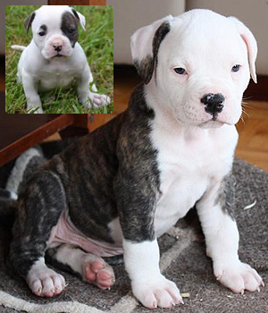 American Bulldog Information, Bilder, Preis