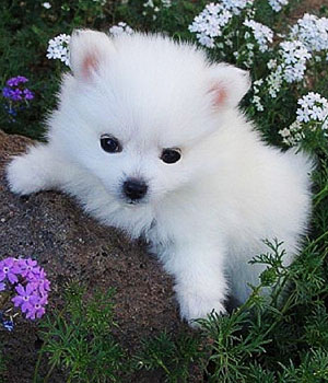 American Eskimo Dog Information, Bilder, Preis