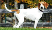 American Foxhound Information, Bilder, Preis