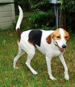 American Foxhound Information, Bilder, Preis