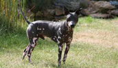 American Hairless Terrier Information, Bilder, Preis