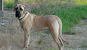 American Mastiff Information, Bilder, Preis