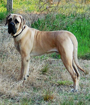 American Mastiff Information, Bilder, Preis