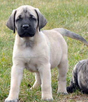 American Mastiff Information, Bilder, Preis