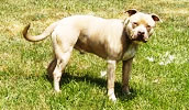 American Pit Bull Terrier Information, Bilder, Preis