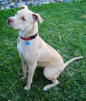 American Pit Bull Terrier Information, Bilder, Preis
