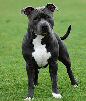 American Staffordshire Terrier Information, Bilder, Preis