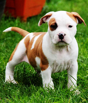 American Staffordshire Terrier Information, Bilder, Preis