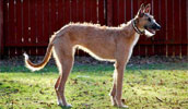 American Staghound Information, Bilder, Preis