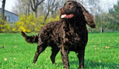 American Water Spaniel Information, Bilder, Preis