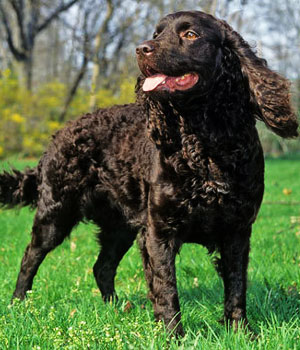 American Water Spaniel Information, Bilder, Preis