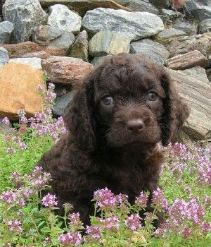 American Water Spaniel Information, Bilder, Preis