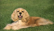 Amerikanischer Cocker Spaniel Information, Bilder, Preis