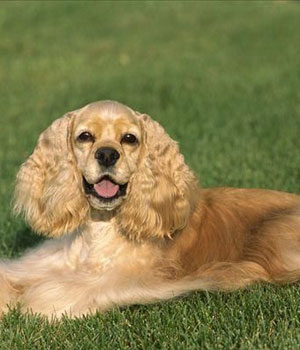 Amerikanischer Cocker Spaniel Information, Bilder, Preis