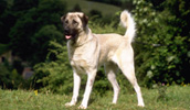 Anatolischer Hirtenhund Information, Bilder, Preis