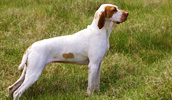 Ariege Pointer Information, Bilder, Preis