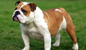 Australian Bulldog Information, Bilder, Preis