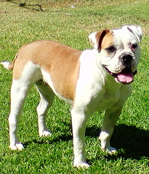 Australian Bulldog Information, Bilder, Preis