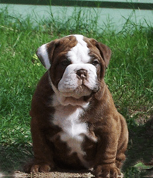 Australian Bulldog Information, Bilder, Preis