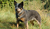 Australian Cattle Dog Information, Bilder, Preis