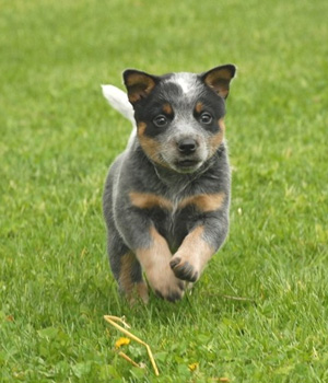 Australian Cattle Dog Information, Bilder, Preis