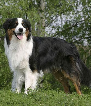 Australian Shepherd Information, Bilder, Preis