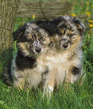 Australian Shepherd Information, Bilder, Preis