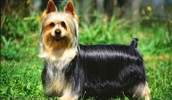 Australian Silky Terrier Information, Bilder, Preis