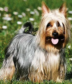 Australian Silky Terrier Information, Bilder, Preis