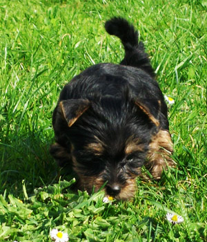 Australian Silky Terrier Information, Bilder, Preis