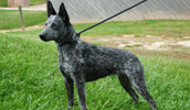 Australian Stumpy Tail Cattle Dog Information, Bilder, Preis