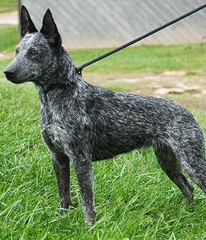 Australian Stumpy Tail Cattle Dog Information, Bilder, Preis