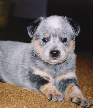 Australian Stumpy Tail Cattle Dog Information, Bilder, Preis