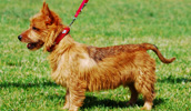 Australian Terrier Information, Bilder, Preis