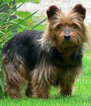 Australian Terrier Information, Bilder, Preis