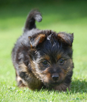 Australian Terrier Information, Bilder, Preis