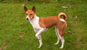 Basenji Information, Bilder, Preis