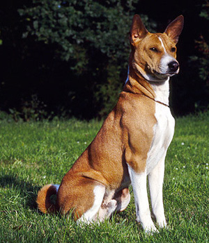 Basenji Information, Bilder, Preis