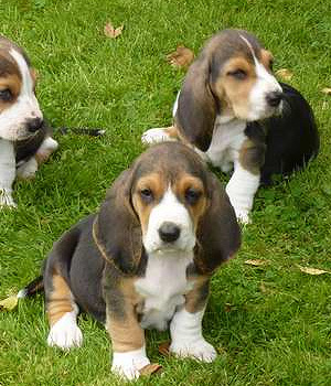 Basset Artesien Normand Information, Bilder, Preis