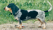 Basset Bleu de Gascogne Information, Bilder, Preis