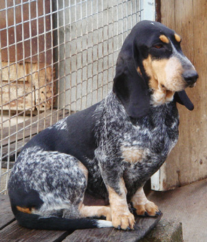 Basset Bleu de Gascogne Information, Bilder, Preis