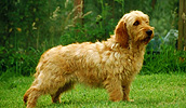 Basset Fauve de Bretagne Information, Bilder, Preis