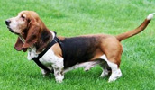 Basset Hound Information, Bilder, Preis