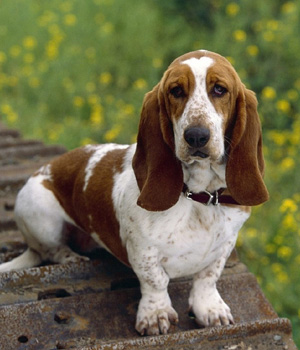 Basset Hound Information, Bilder, Preis