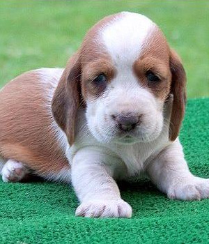 Basset Hound Information, Bilder, Preis